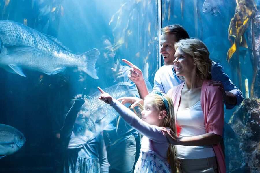 Chicago: 1-5 Day Attraction Pass with Shedd Aquarium - What this Chicago pass actually gives you