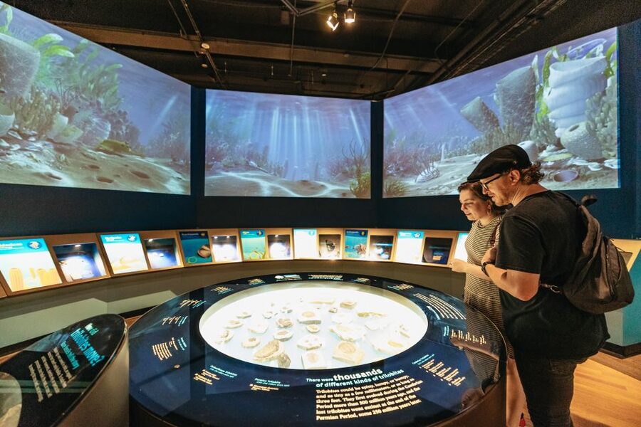 Chicago: Field Museum of Natural History Ticket or VIP Tour - Who should book the Field Museum experience?