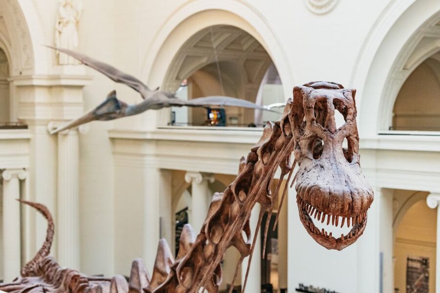 Chicago: Field Museum of Natural History Ticket or VIP Tour - Start with Sue, then meet Maximo