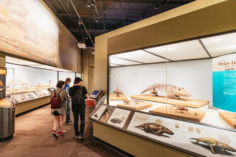 Chicago: Field Museum of Natural History Ticket or VIP Tour - Food, parking, and practical details