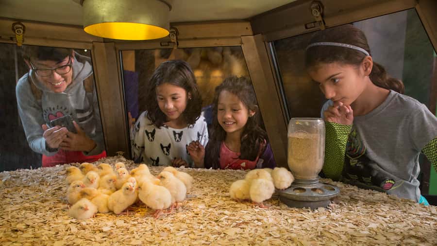 Chicago: Griffin Museum of Science and Industry Ticket - Food, timing, and getting there