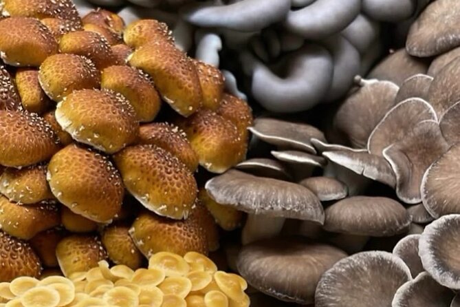 Explore Chicago’s Indoor Mushroom Farm Experience - What You See at 320 North Oakley Boulevard