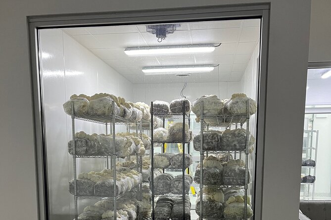 Explore Chicago’s Indoor Mushroom Farm Experience - From Raw Substrate to Sterile Growing Bags